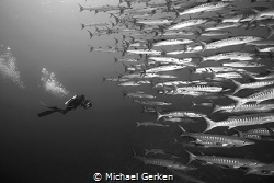 A school of barracuda with diver. by Michael Gerken 